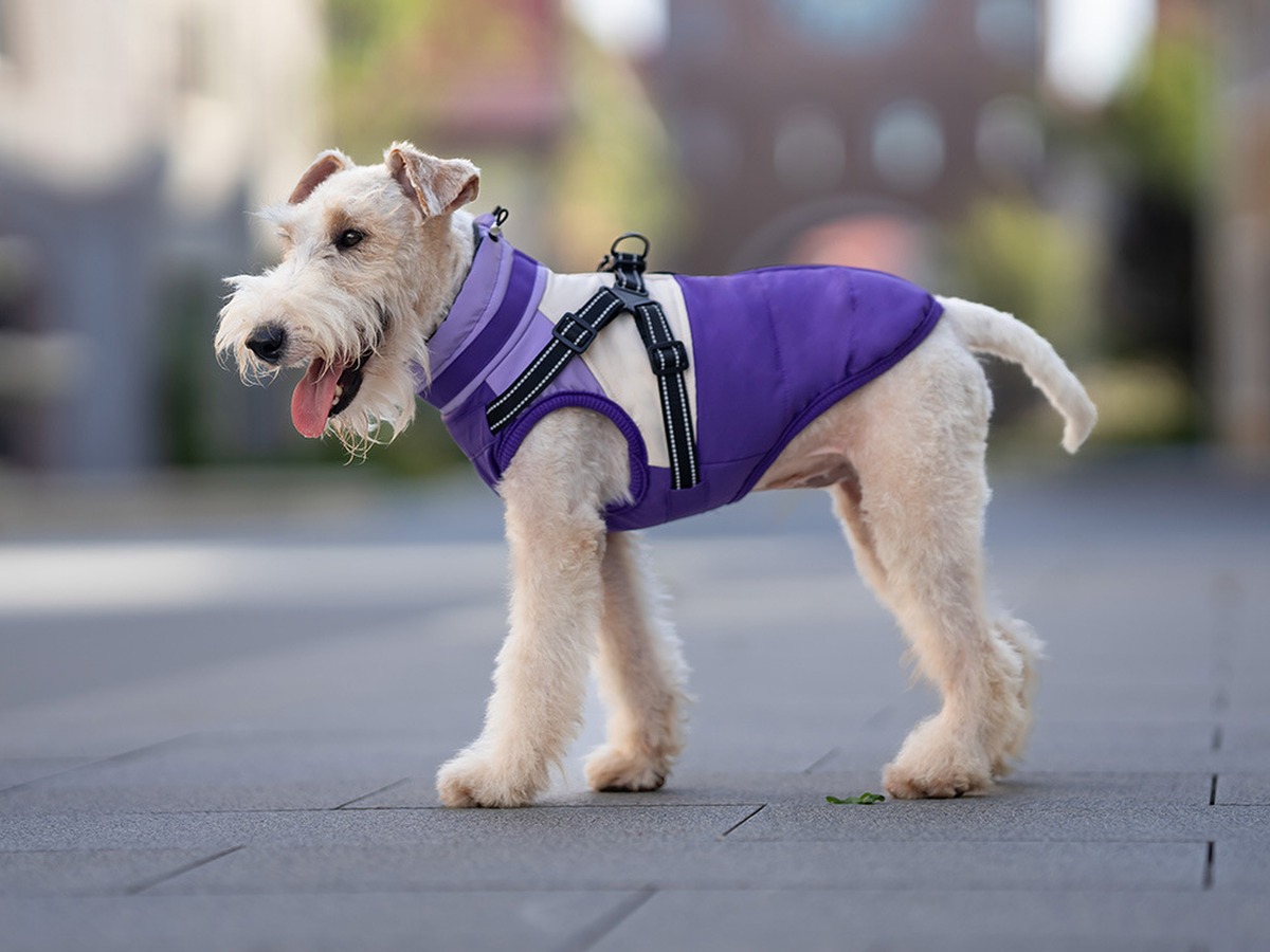 Padded winter jackets — view 5