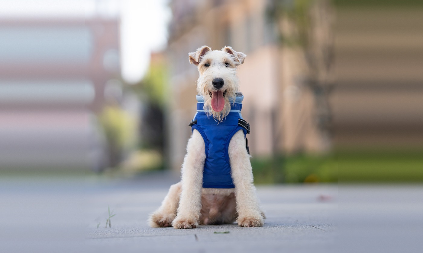 Coat and harness, one piece